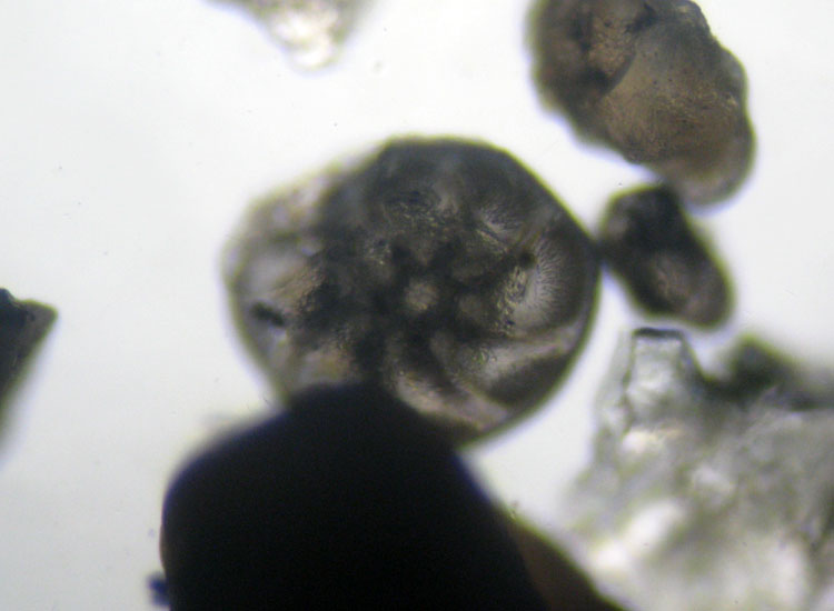 Microfossili o microconchiglie?